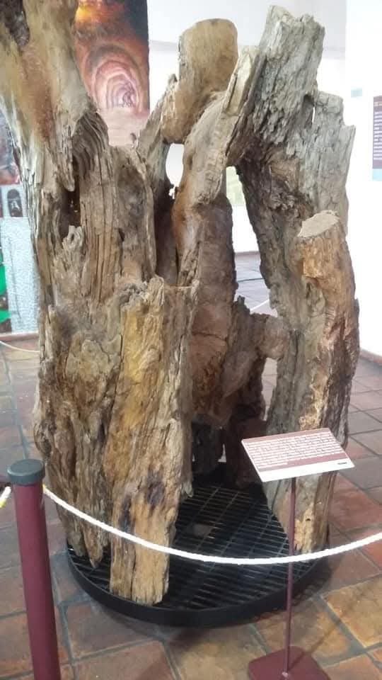 Marcos Marchand y los grilletes de Hidalgo 2 WhatsApp Image 2025 02 20 at 16.44.12